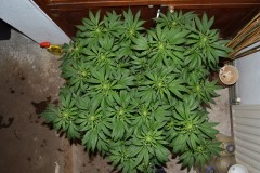 G13 Haze #2 16.02   (5) (800x532)