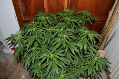 G13 Haze #2 16.02   (4) (800x532)