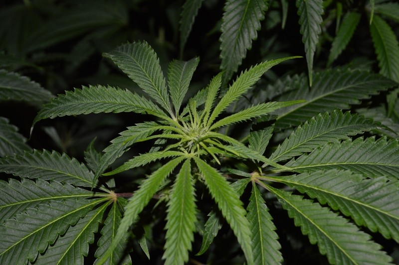 G13 Haze #2 16.02   (3) (800x532)