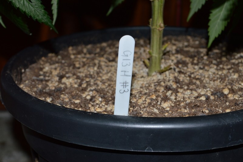 G13 Haze #3 16.02  (1) (800x532)