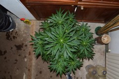 G13 Haze #3 16.02  (6) (800x532)