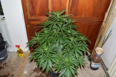 G13 Haze #3 16.02  (5) (800x532)