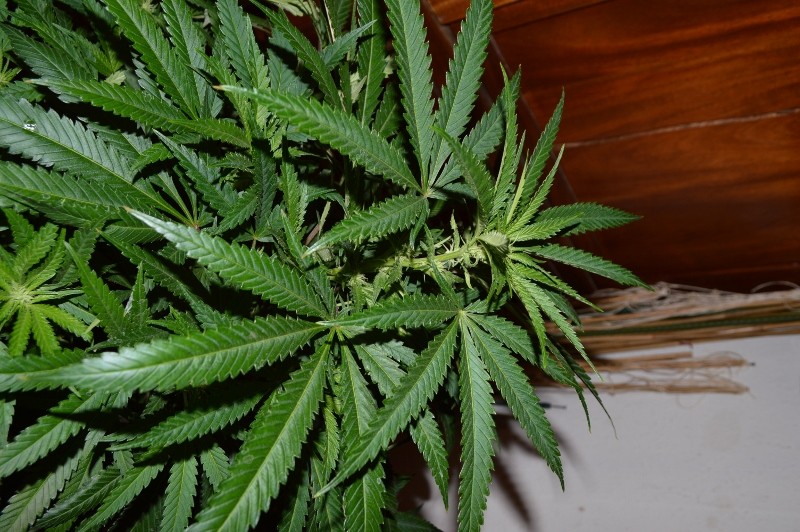 G13 Haze #3 16.02  (3) (800x532)