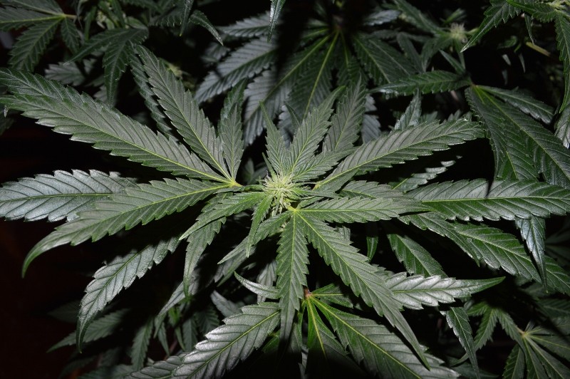 G13 Haze #4 16.02  (4) (800x532)