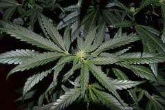 G13 Haze #4 16.02  (4) (800x532)