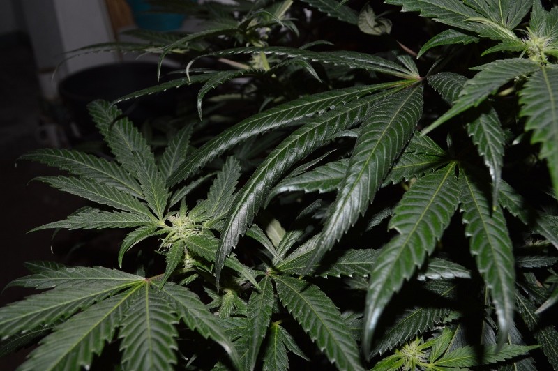 G13 Haze #4 16.02  (2) (800x532)