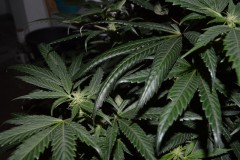 G13 Haze #4 16.02  (2) (800x532)