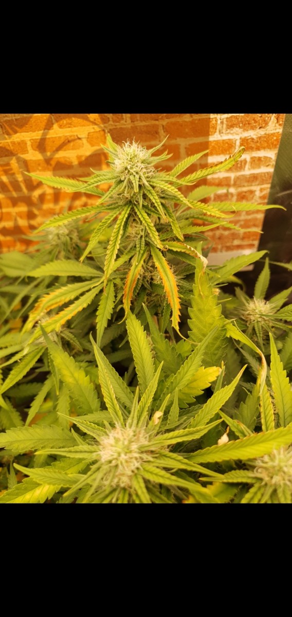 Screenshot_20220216-185233_Gallery