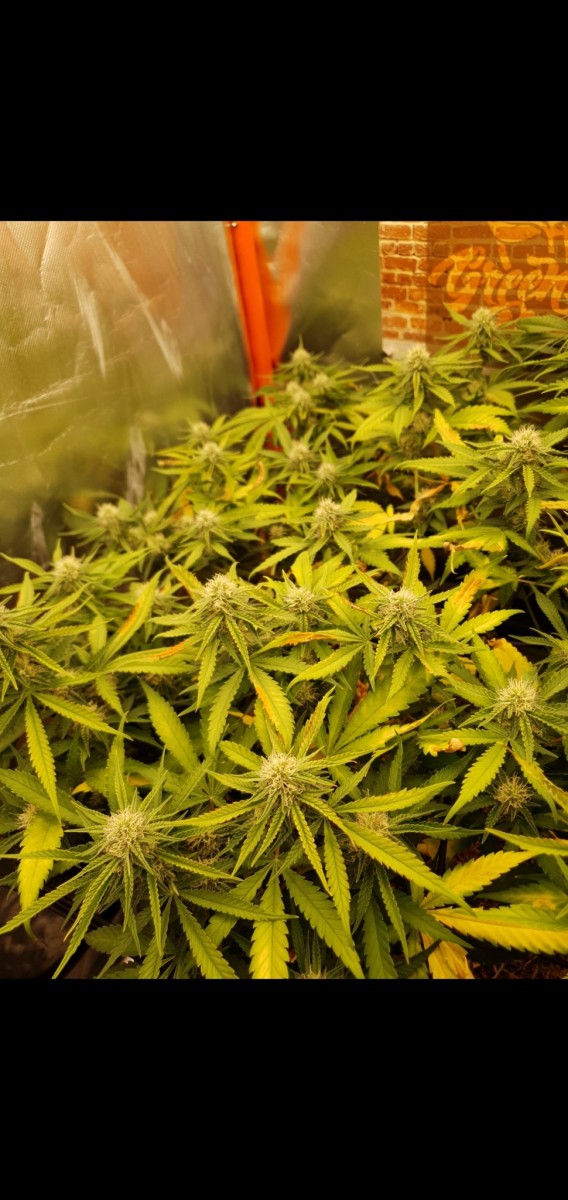 Screenshot_20220216-185226_Gallery