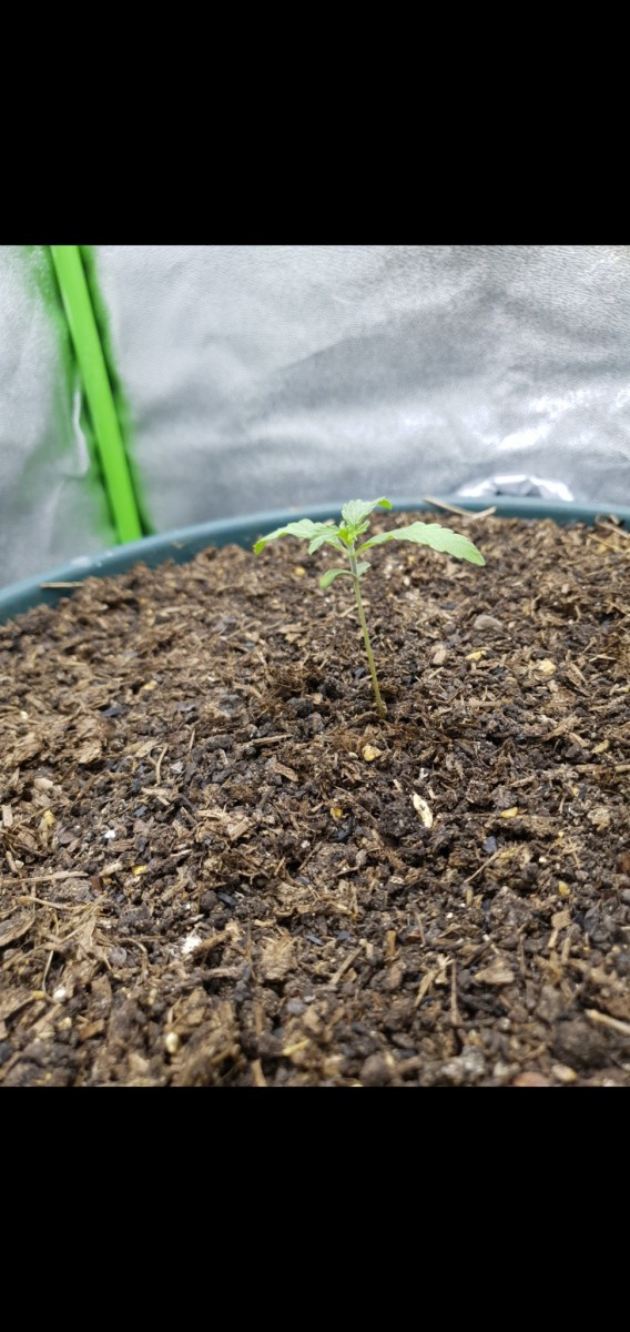 Screenshot_20220216-185208_Gallery