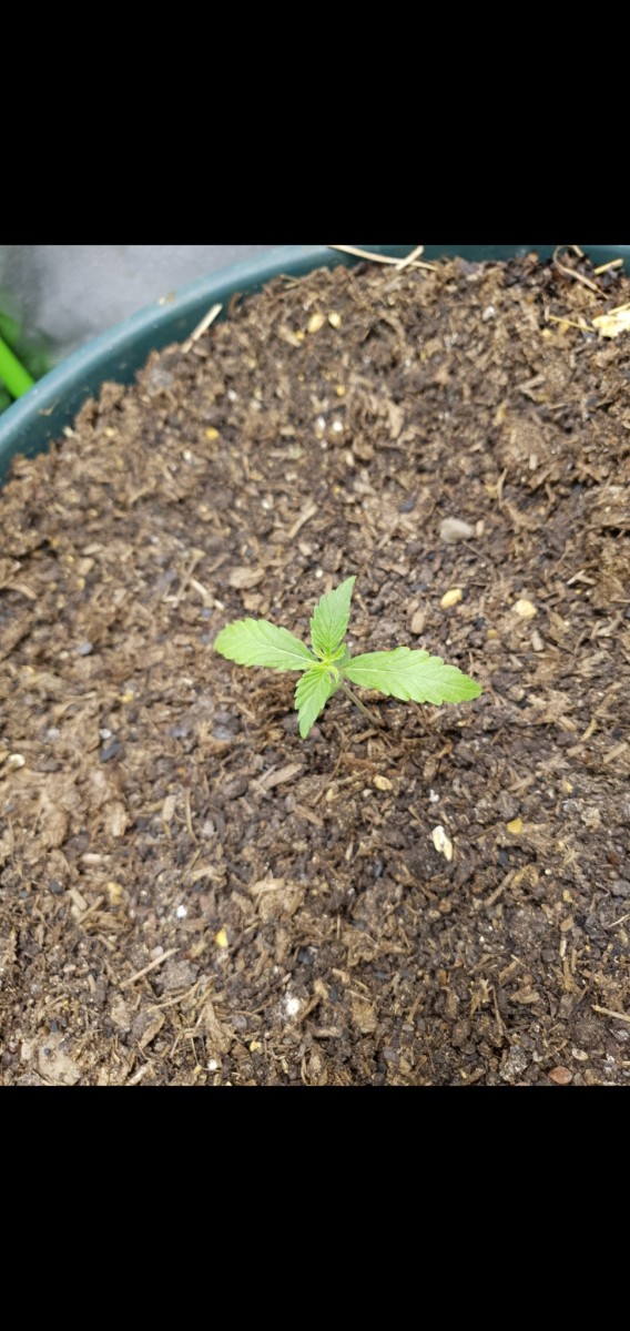 Screenshot_20220216-185217_Gallery