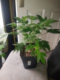 Banana sauce cut 18 days from rooted