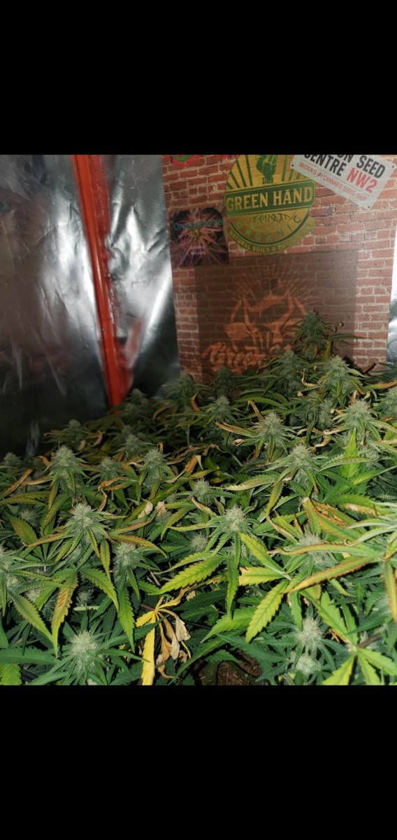 Screenshot_20220219-130012_Gallery