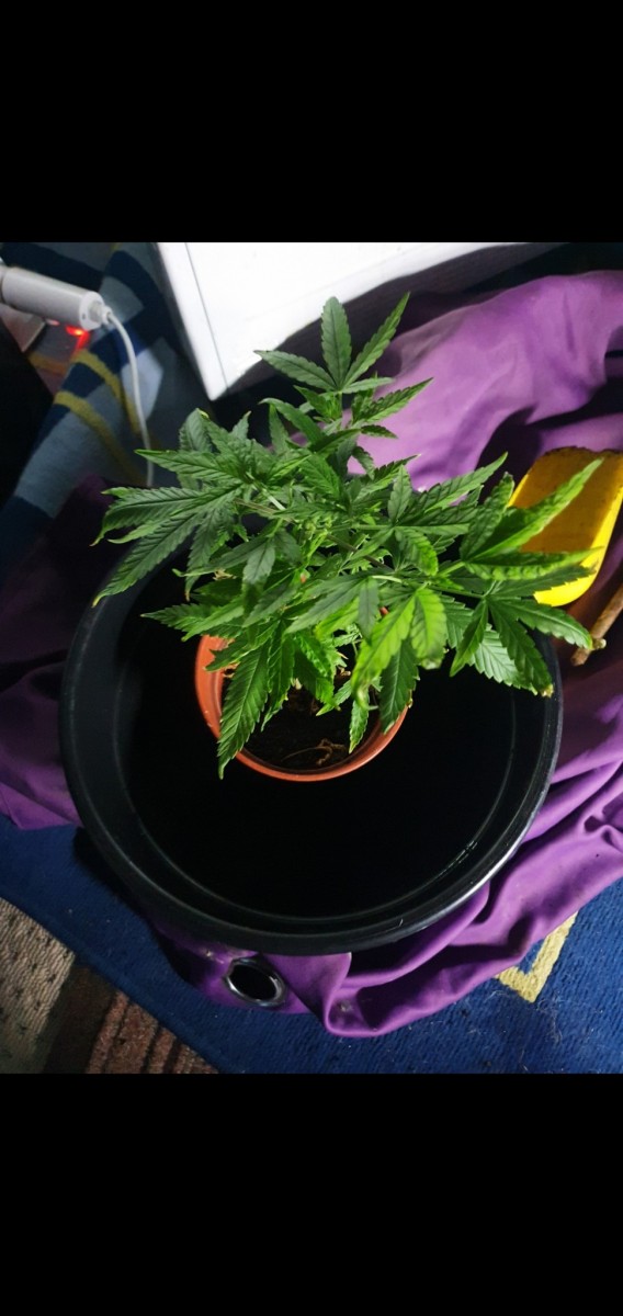 Screenshot_20220219-125951_Gallery