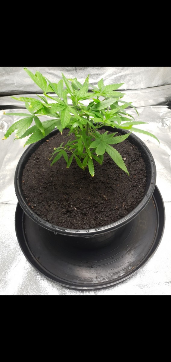 Screenshot_20220219-125914_Gallery