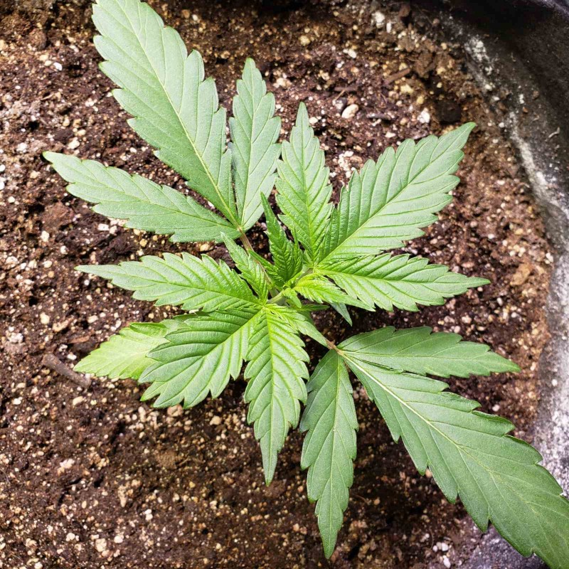 16453097868963295974620977198722