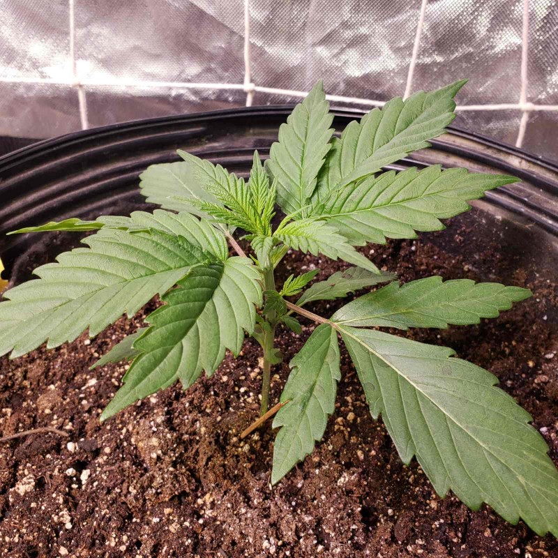 16453098885352142459737566197940