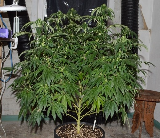 plant#1 tidy up below (2) (800x532)