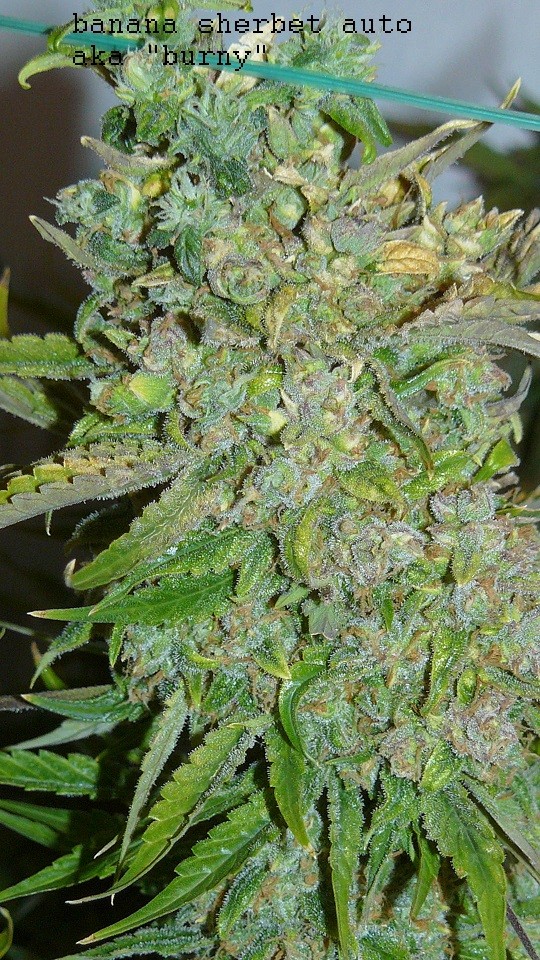 auto banana sherbet,photos 19 2 22 001