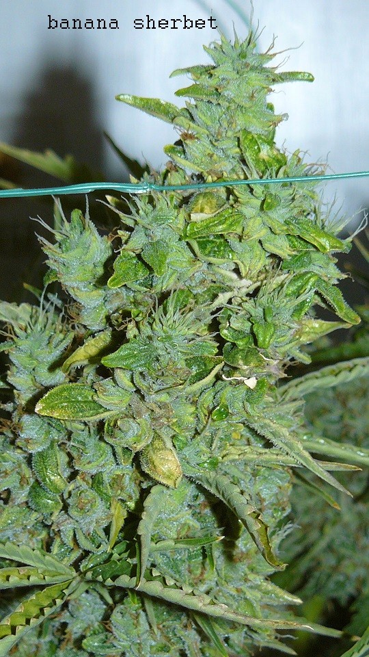 auto banana sherbet,photos 19 2 22 014