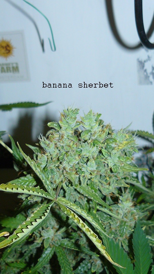 auto banana sherbet,photos 19 2 22 015