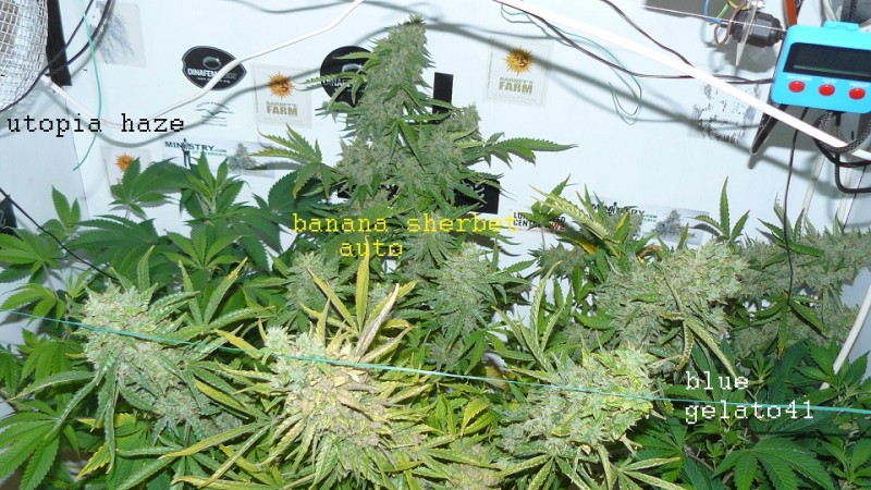 auto banana sherbet,photos 19 2 22 020