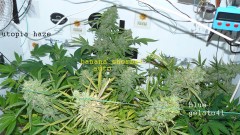 auto banana sherbet,photos 19 2 22 020