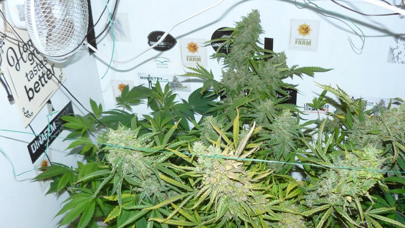 auto banana sherbet,photos 19 2 22 021