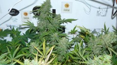 auto banana sherbet,photos 19 2 22 024