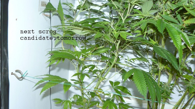 auto banana sherbet,photos 19 2 22 025