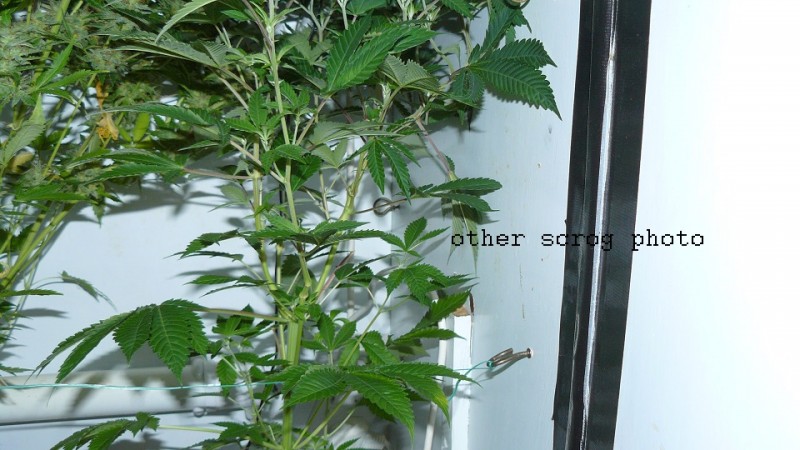 auto banana sherbet,photos 19 2 22 026