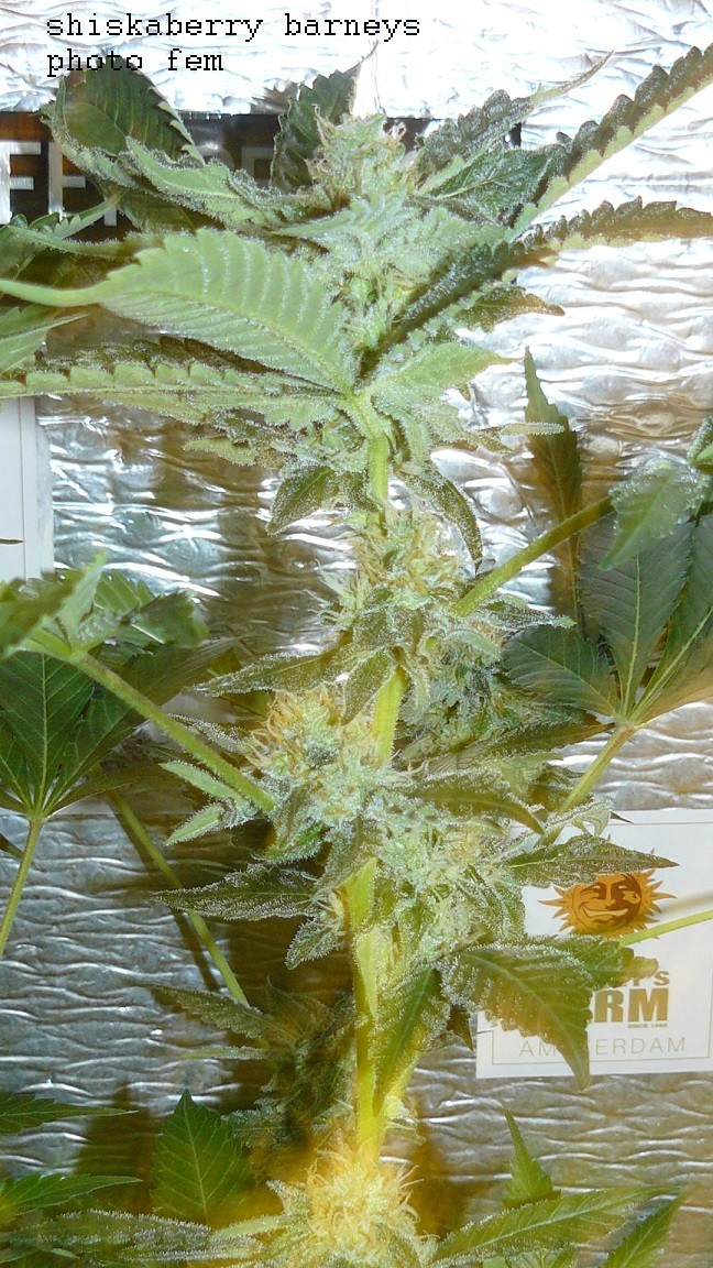 auto banana sherbet,photos 19 2 22 032