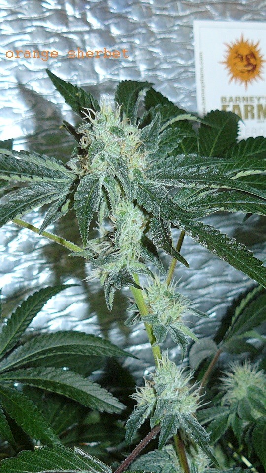 auto banana sherbet,photos 19 2 22 037