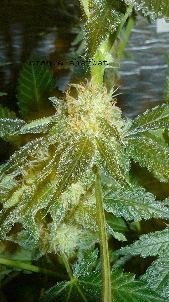 auto banana sherbet,photos 19 2 22 040