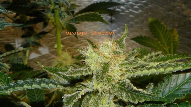 auto banana sherbet,photos 19 2 22 042