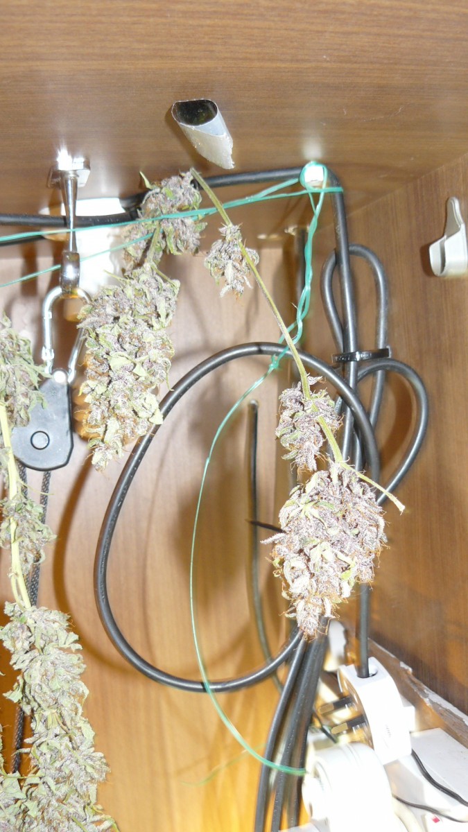 auto banana sherbet,photos 19 2 22 051