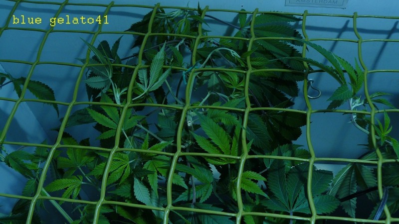 gelato41 utopia haze day 1 netted 006
