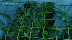 gelato41 utopia haze day 1 netted 006