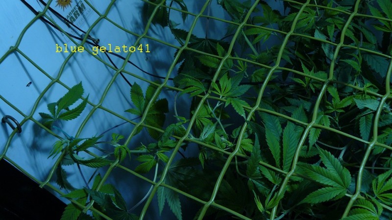 gelato41 utopia haze day 1 netted 007