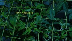 gelato41 utopia haze day 1 netted 008