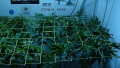 gelato41 utopia haze day 1 netted 010