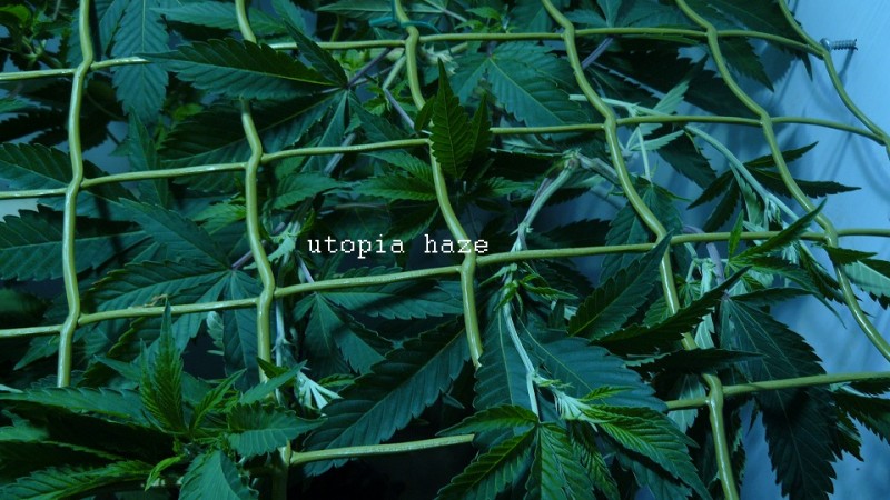 gelato41 utopia haze day 1 netted 011