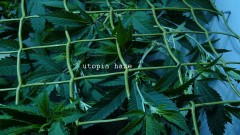 gelato41 utopia haze day 1 netted 011