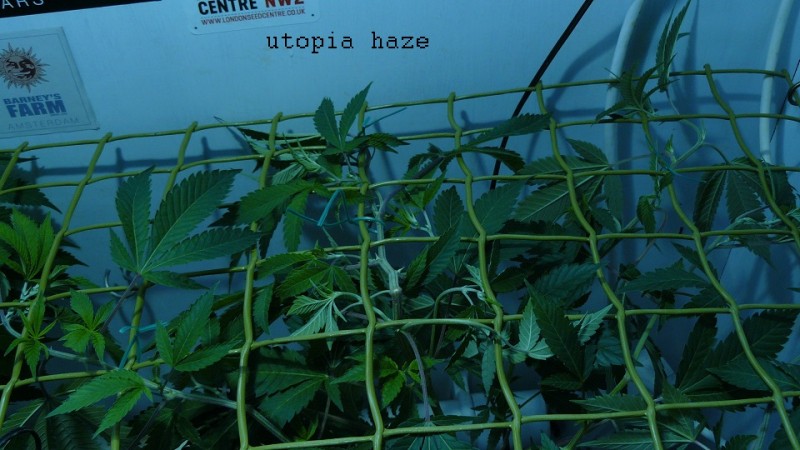 gelato41 utopia haze day 1 netted 012
