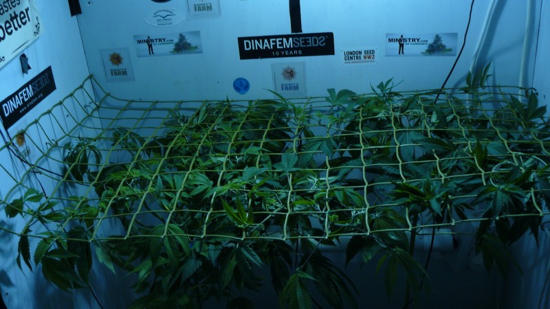 gelato41 utopia haze day 1 netted 014