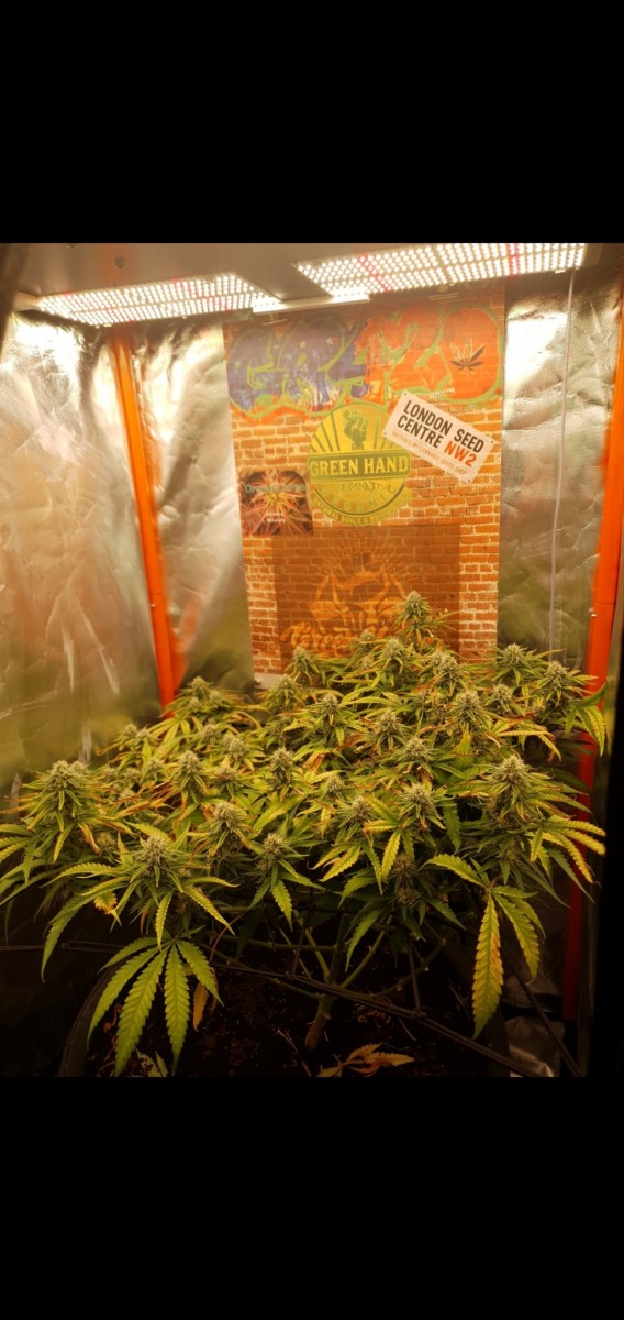 Screenshot_20220222-213015_Gallery