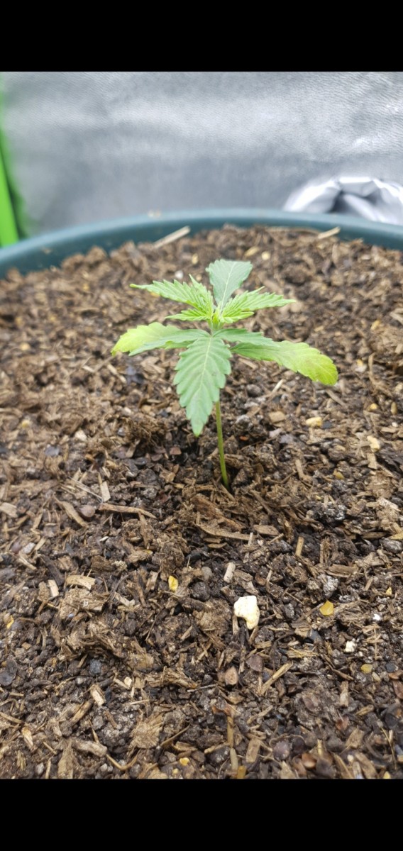 Screenshot_20220222-212958_Gallery