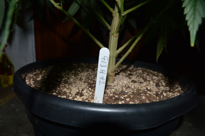 22.02.2022 G13 Haze 4 days in fl (1)