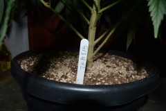 22.02.2022 G13 Haze 4 days in fl (1)