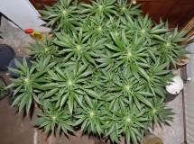 22.02.2022 G13 Haze 4 days in fl (4)